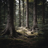 Trees