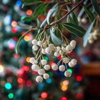 Mistletoe and a Christmas Tree with Coloured Lights